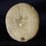 Conoclypeus vilanovae (COTTEAU 1890) - Bild &copy; FossNet FossilienStore